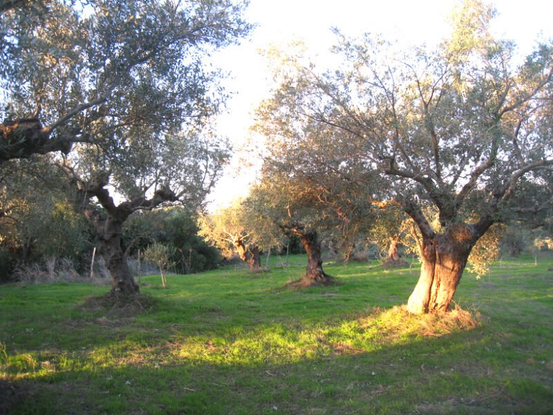 The organic olive grove © Trois Tortues agrotourisme ecogite