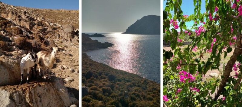 Goats, see and trees in Patmos, Greece