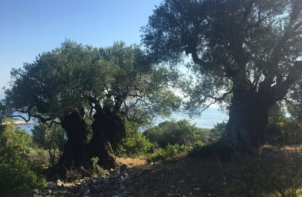 century-old olive trees on the Greek island of Ithaca, sea in background