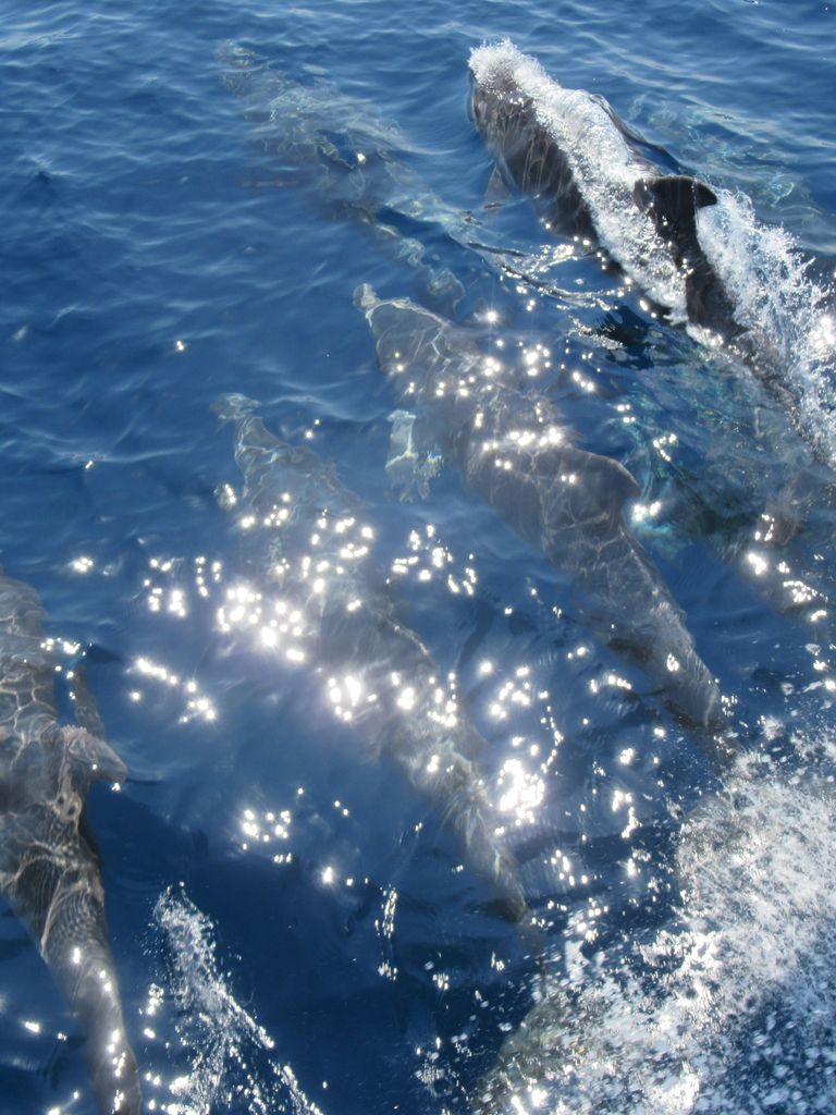 dolphins that follow and play with the boat. Halkidiki (chalcidiki) northern greece