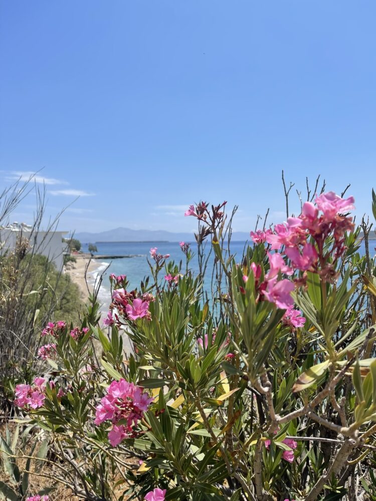Flowers in Drios, the garden of Paros