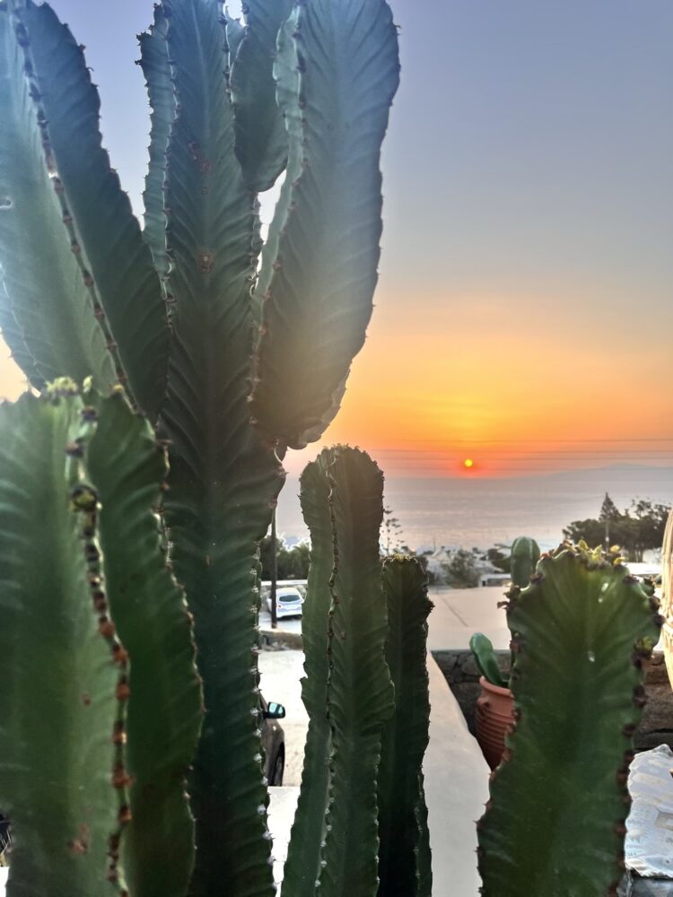 Azul, Mexican restaurant in Mykonos, Cactus on the terrace