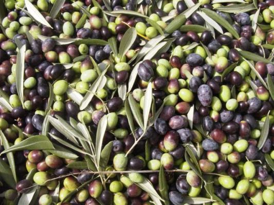 olives, a basic ingredient of the Cretan diet
