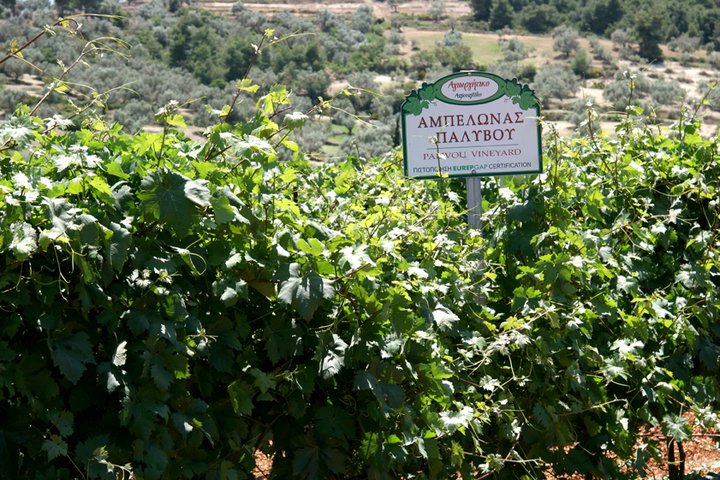 Domaine Palivou, Peloponnese wine route, Nemea