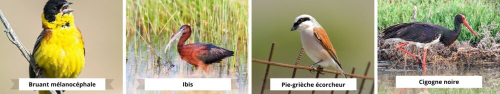birds on Lesbos: ibis, black stork...