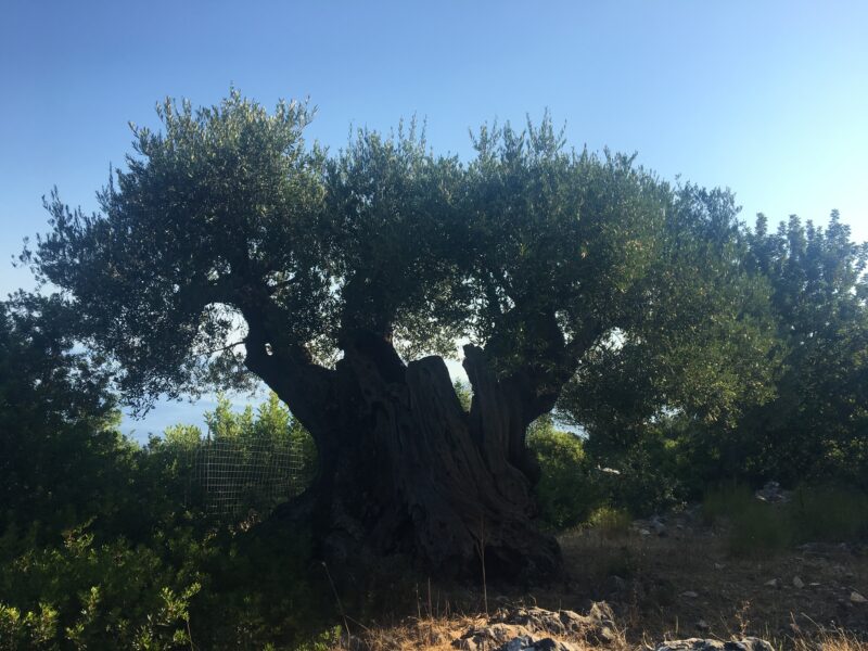 paxos olive groves walks seaside from lakka