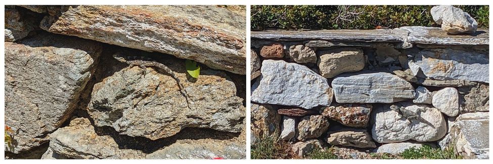 large lizards in Ikaria, also known as krokodiles