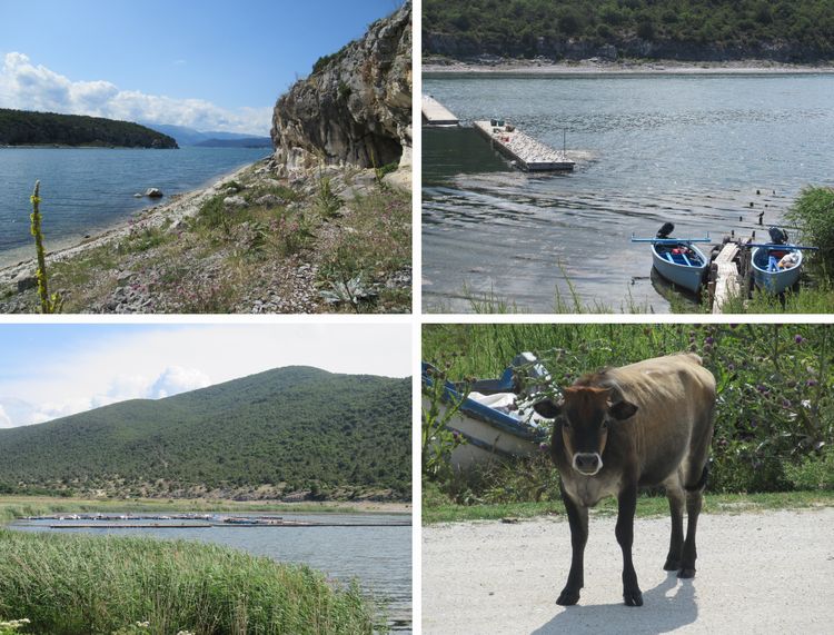 Psarades, a fishing village and Prespa's short-horned cow  