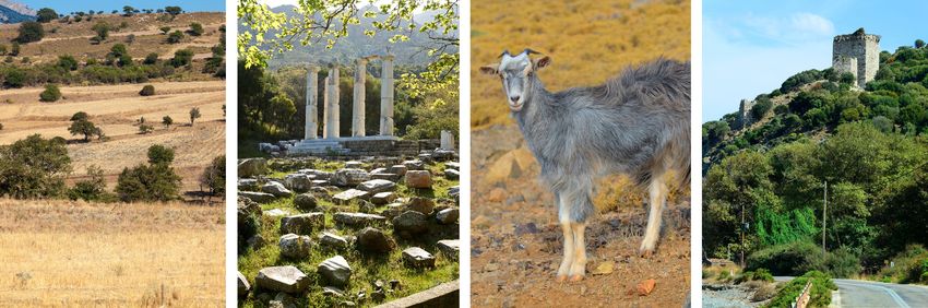 Goat and landscape at Samothrace in Greece